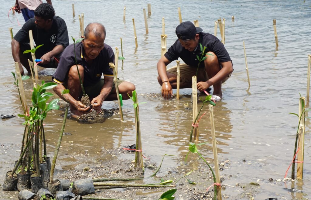 Yayasan AKE Gelar Aksi Penanaman Mangrove di Pesisir Pulau Maitara