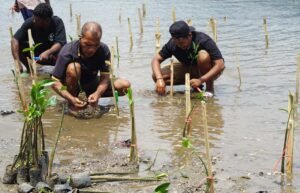 Yayasan AKE Gelar Aksi Penanaman Mangrove di Pesisir Pulau Maitara